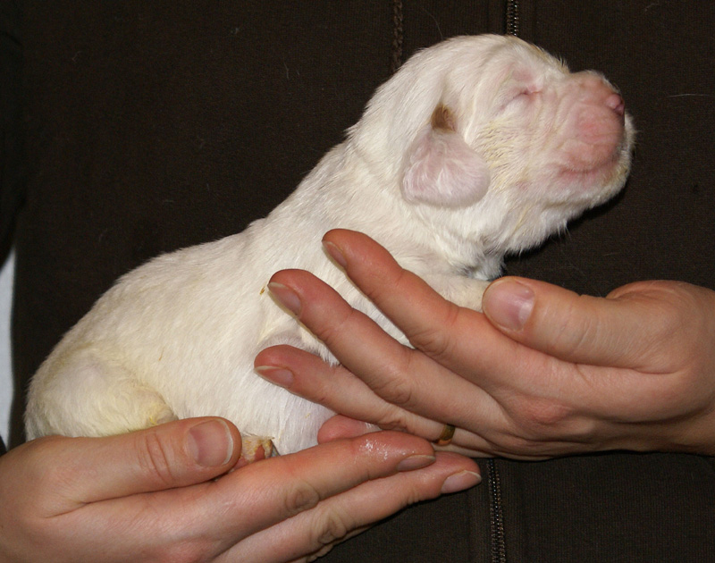 Vieno_Zorro_litter_2weeks_BoyPink_a