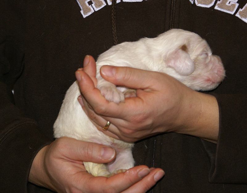 Vieno_Zorro_litter_2weeks_BoyPink_b