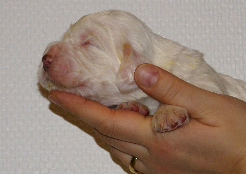 Vieno_Zorro_litter_2weeks_BoyPink_c