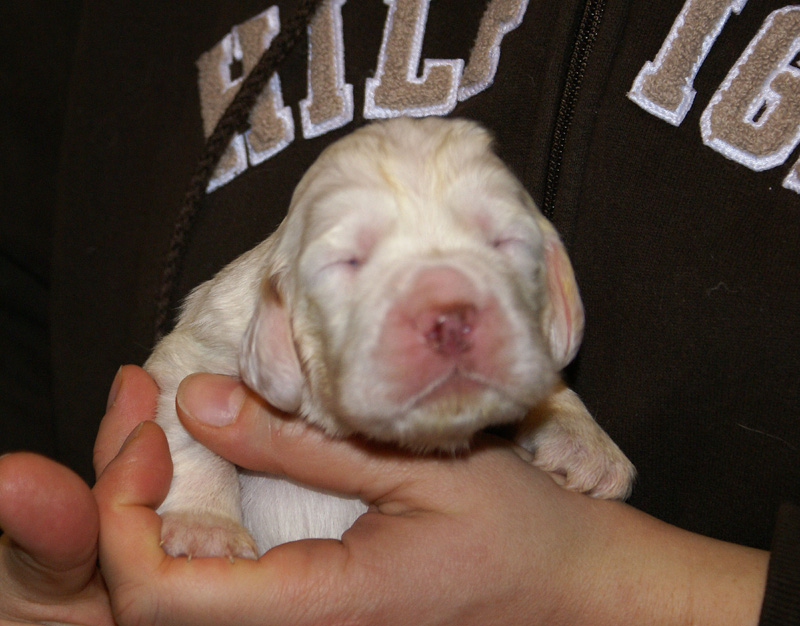 Vieno_Zorro_litter_2weeks_BoyPink_d