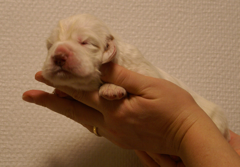 Vieno_Zorro_litter_2weeks_BoyPurple_a