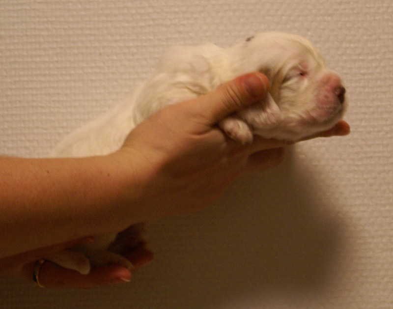 Vieno_Zorro_litter_2weeks_BoyPurple_b