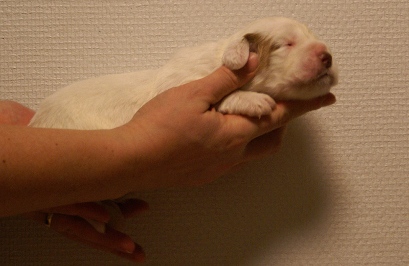 Vieno_Zorro_litter_2weeks_BoyPurple_d