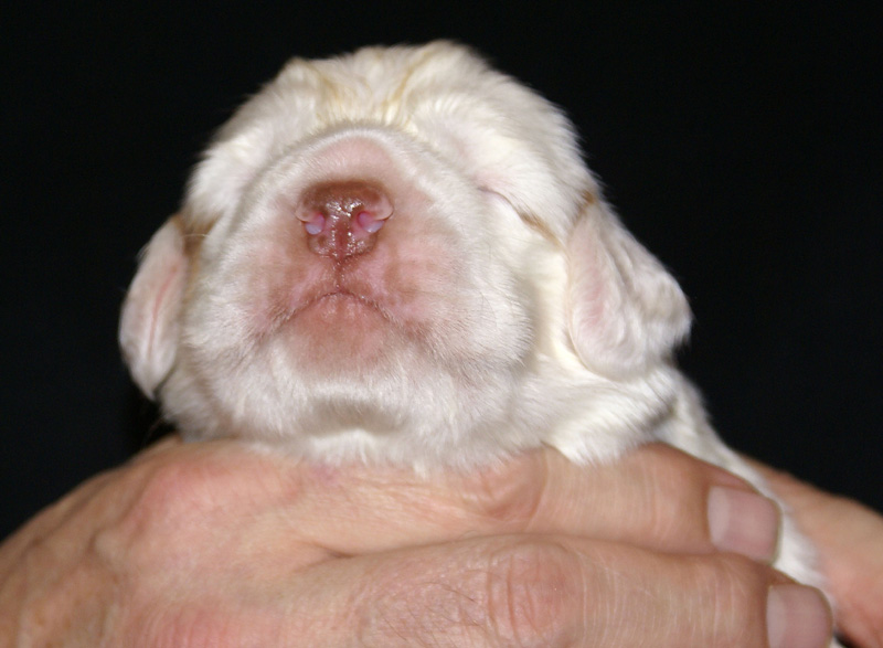 Vieno_Zorro_litter_2weeks_BoyPurple_e