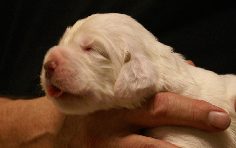 Vieno_Zorro_litter_2weeks_BoyPurple_f