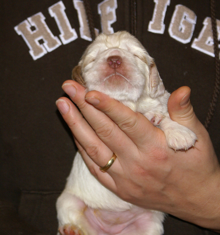 Vieno_Zorro_litter_2weeks_GirlBronze_a