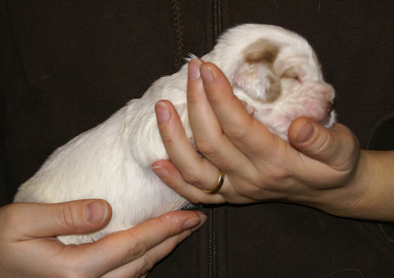 Vieno_Zorro_litter_2weeks_GirlBronze_c