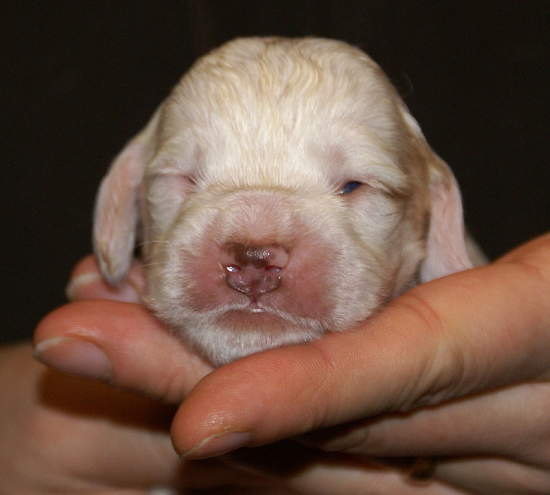 Vieno_Zorro_litter_2weeks_GirlGreen_a