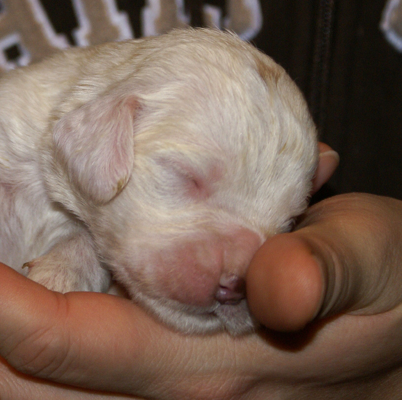 Vieno_Zorro_litter_2weeks_GirlGreen_b