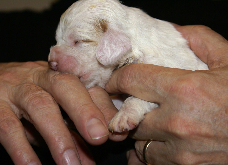 Vieno_Zorro_litter_2weeks_GirlGreen_d