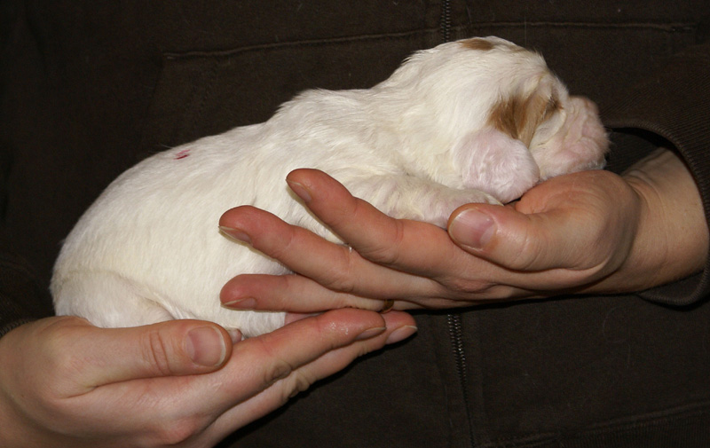 Vieno_Zorro_litter_2weeks_GirlPink_a