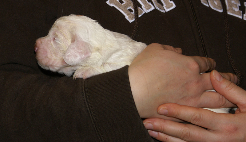 Vieno_Zorro_litter_2weeks_GirlPink_b