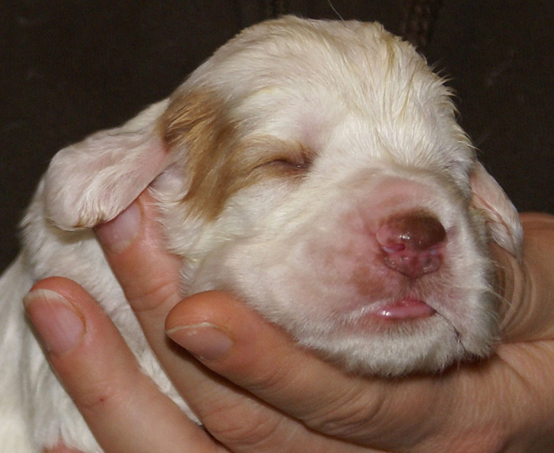 Vieno_Zorro_litter_2weeks_GirlPink_c