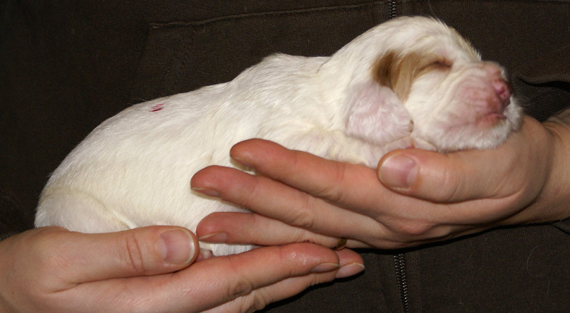 Vieno_Zorro_litter_2weeks_GirlPink_d