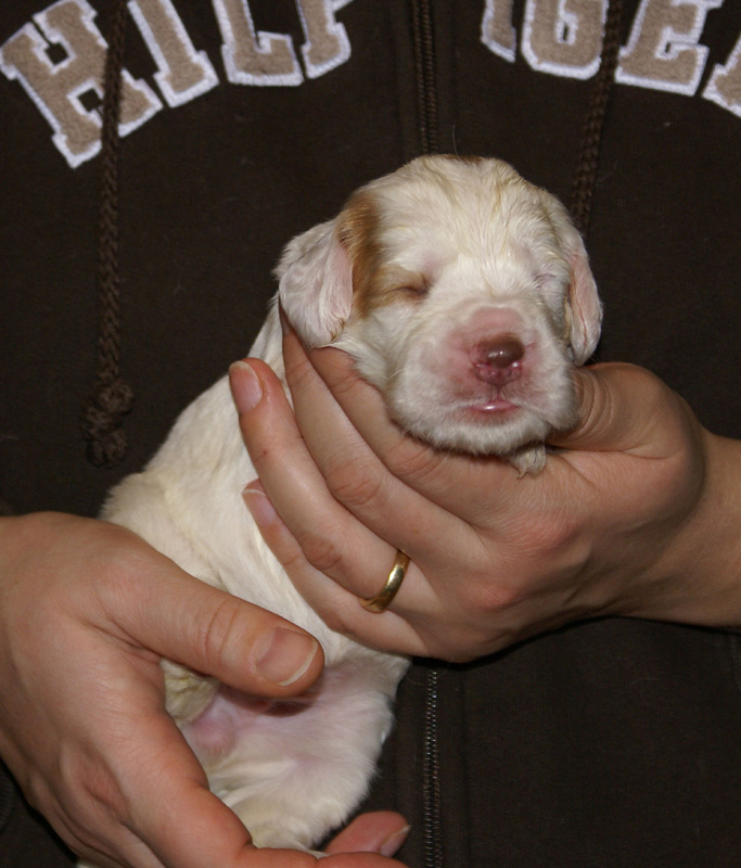 Vieno_Zorro_litter_2weeks_GirlPink_e