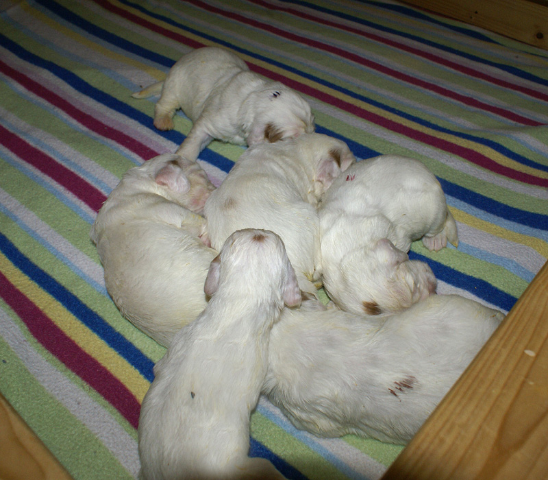 Vieno_Zorro_litter_2weeks_a_c