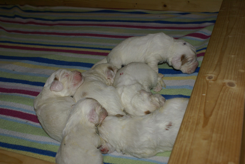 Vieno_Zorro_litter_2weeks_a_cc