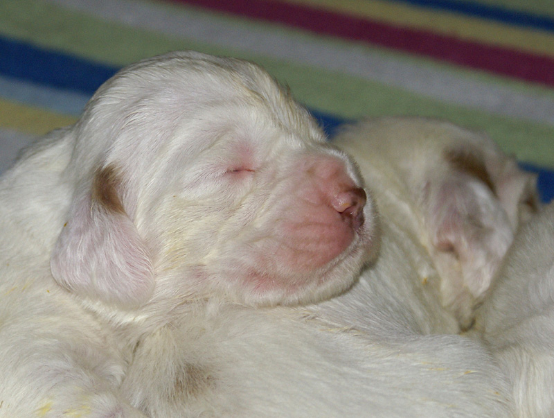 Vieno_Zorro_litter_2weeks_a_d