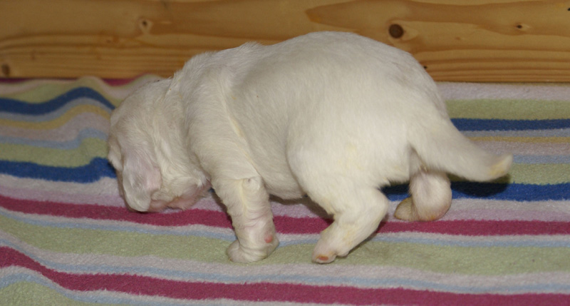 Vieno_Zorro_litter_2weeks_a_e