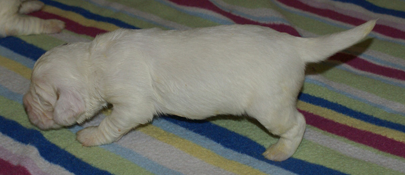 Vieno_Zorro_litter_2weeks_a_f