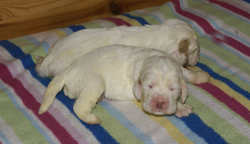 Vieno_Zorro_litter_2weeks_a_g