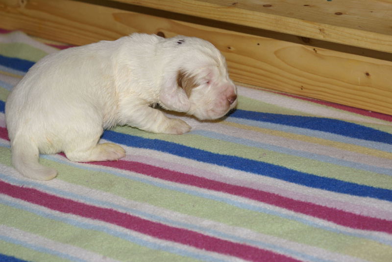 Vieno_Zorro_litter_2weeks_a_i