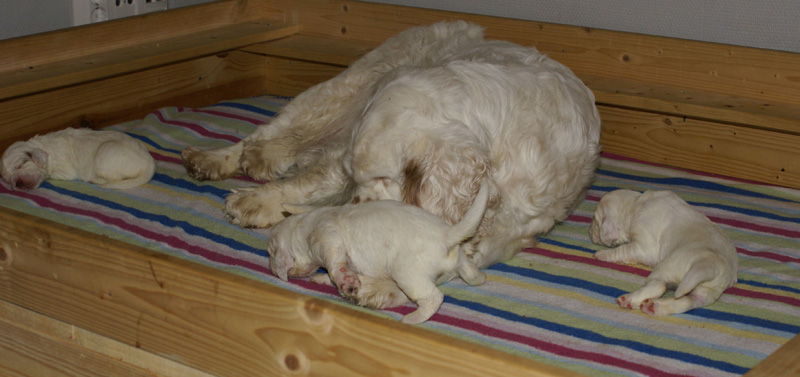 Vieno_Zorro_litter_2weeks_a_j