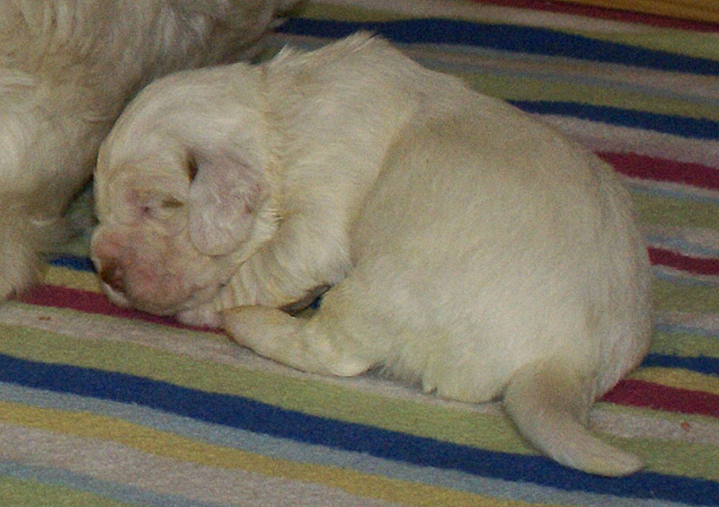 Vieno_Zorro_litter_2weeks_a_k