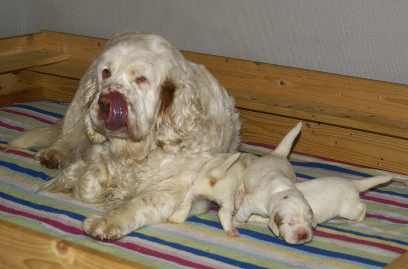 Vieno_Zorro_litter_2weeks_a_l