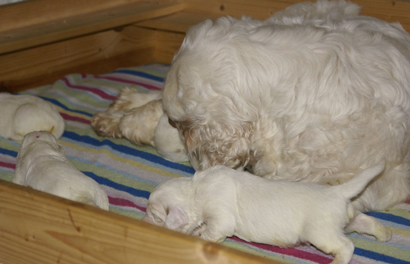 Vieno_Zorro_litter_2weeks_a_m