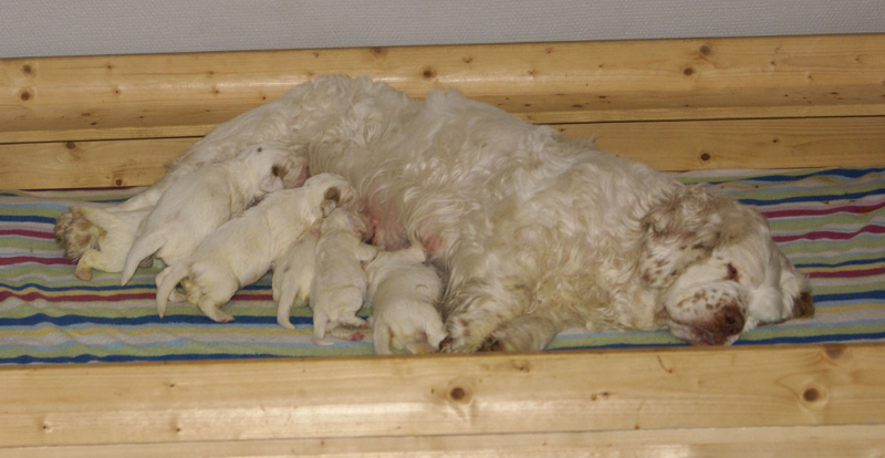 Vieno_Zorro_litter_2weeks_a_n