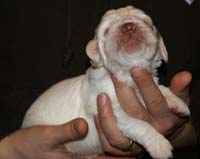 Vieno_Zorro_litter_2weeks_BoyBronze_c