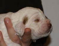 Vieno_Zorro_litter_2weeks_BoyBronze_d