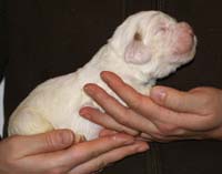 Vieno_Zorro_litter_2weeks_BoyPink_a