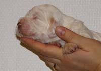 Vieno_Zorro_litter_2weeks_BoyPink_c