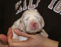 Vieno_Zorro_litter_2weeks_BoyPink_d