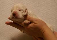 Vieno_Zorro_litter_2weeks_BoyPurple_a