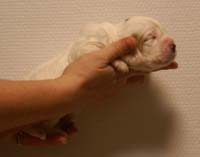 Vieno_Zorro_litter_2weeks_BoyPurple_b