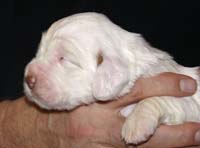 Vieno_Zorro_litter_2weeks_BoyPurple_h