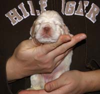 Vieno_Zorro_litter_2weeks_GirlBronze_b