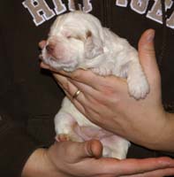 Vieno_Zorro_litter_2weeks_GirlBronze_d