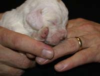 Vieno_Zorro_litter_2weeks_GirlGreen_c