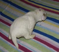 Vieno_Zorro_litter_2weeks_a_a