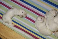 Vieno_Zorro_litter_2weeks_a_b