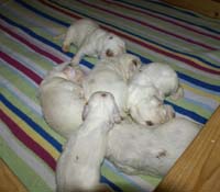 Vieno_Zorro_litter_2weeks_a_c