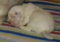 Vieno_Zorro_litter_2weeks_a_k