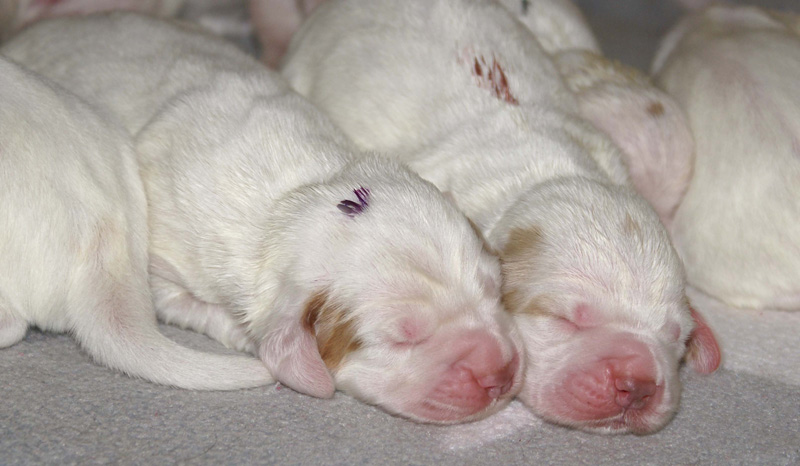 Vieno_Zorro_pups_3days_a