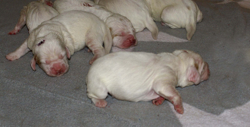 Vieno_Zorro_pups_3days_b