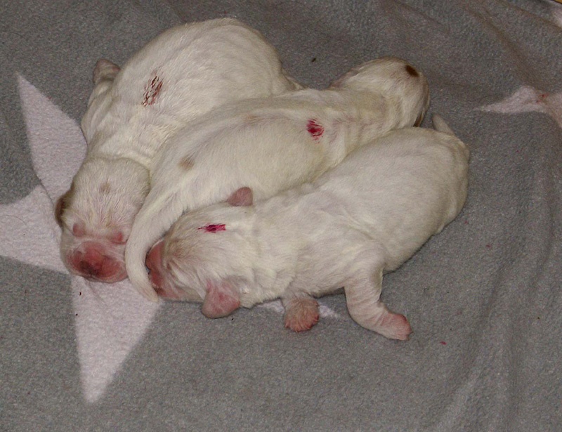 Vieno_Zorro_pups_3days_c