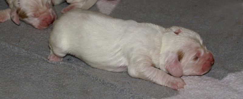 Vieno_Zorro_pups_3days_d